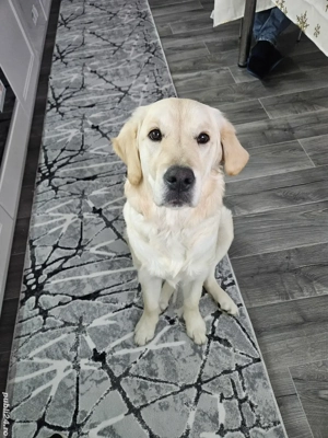 Femela 6 luni Golden Retrivier - imagine 2