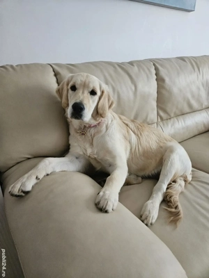 Femela 6 luni Golden Retrivier - imagine 3