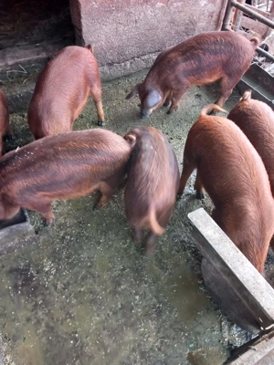 Vând purcei mangaliță+ duroc