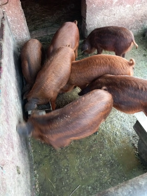 Vând purcei mangaliță+ duroc - imagine 3