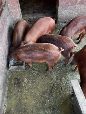 Vând purcei mangaliță+ duroc - imagine 2