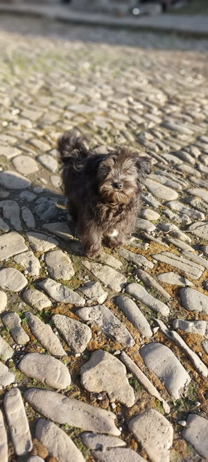 Bichon negru - imagine 3