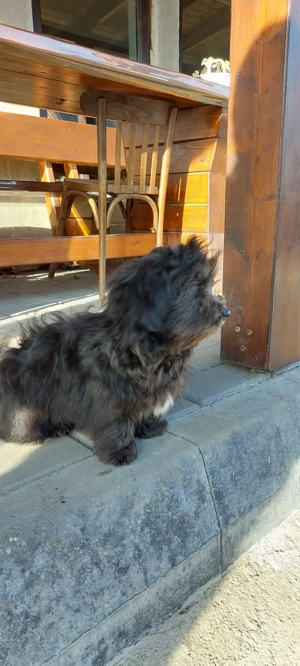 Bichon negru - imagine 4