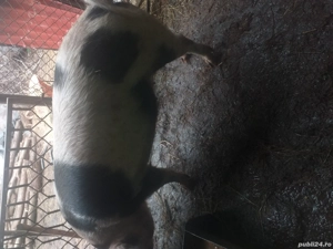 vînd porc 160 de kg si 2 de 80 de kg - imagine 2