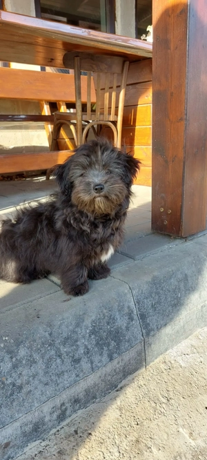 Bichon negru - imagine 2