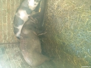vînd porc 160 de kg si 2 de 80 de kg
