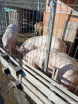 porci de carne de vînzare  - imagine 2