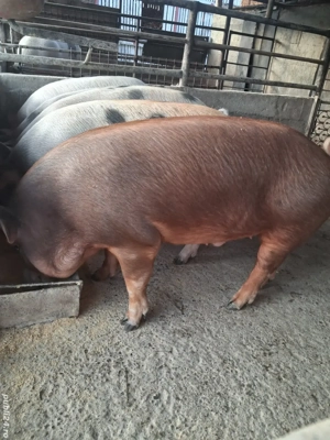 de vânzare 5 masculi 70..110 kg rasă duroc și petrean ofer transport  - imagine 4