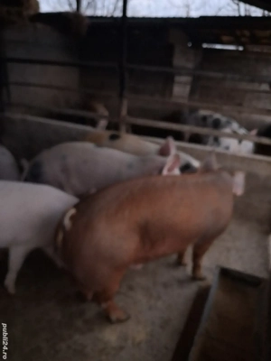 de vânzare 5 masculi 70..110 kg rasă duroc și petrean ofer transport  - imagine 3