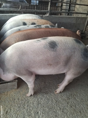 de vânzare 5 masculi 70..110 kg rasă duroc și petrean ofer transport  - imagine 2
