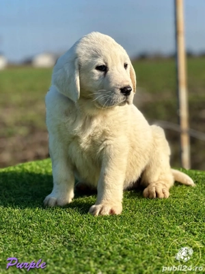 Ciobanesc de Asia Centrala 