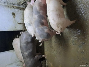 Vitus Istvan  - imagine 2