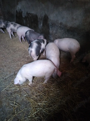 Grasuni 12 saptamani de vanzare, 320 de lei 