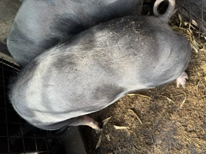 Porc de carne pentru Crăciun  - imagine 4