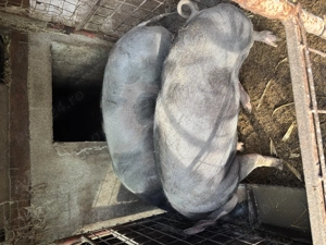 Porc de carne pentru Crăciun  - imagine 3