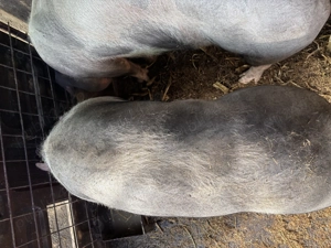 Porc de carne pentru Crăciun  - imagine 2