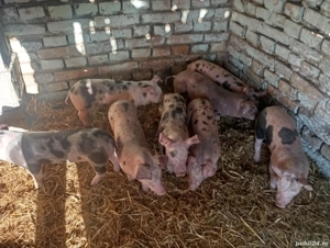 purcei de vânzare  - imagine 3