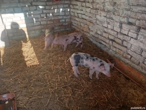 purcei de vânzare  - imagine 2