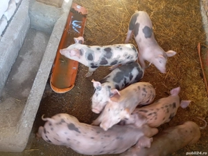 purcei de vânzare  - imagine 4