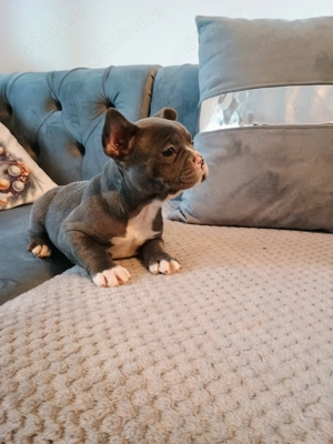 Pui de bulldog francez rasă pură  - imagine 2