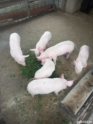 Vând purcei - imagine 3