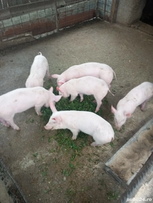 Vând purcei - imagine 2