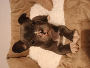 Buldog francez rasă pură 