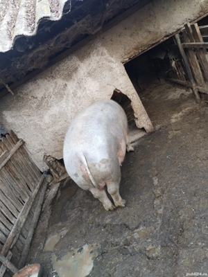 Porc de Crăciun  - imagine 5