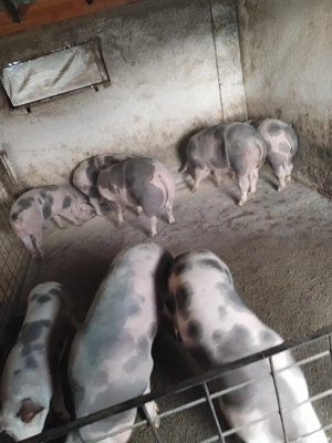 Porc de Crăciun  - imagine 4