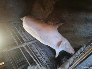 doua purcele si porc pentru craciun 16 lei kg - imagine 2