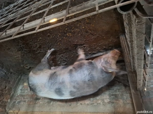 doua purcele si porc pentru craciun 16 lei kg - imagine 3