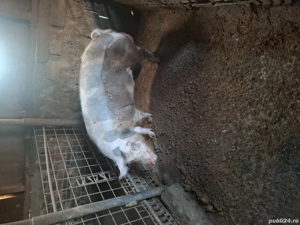 doua purcele si porc pentru craciun 16 lei kg - imagine 4