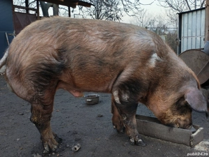 Vand porc gras  - imagine 2