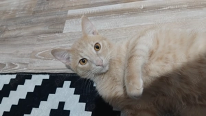 Adopție pisici - imagine 2