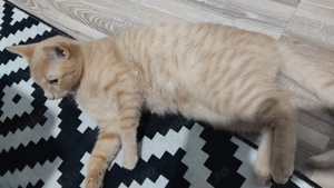 Adopție pisici - imagine 3