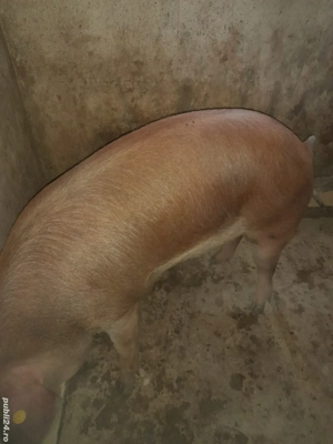Vind porci de taiat Marele Alb si Marele Alb cu Pietrean.  - imagine 4