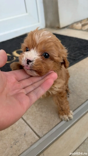 baiat Cavapoo - imagine 2