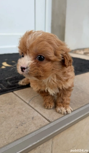 baiat Cavapoo