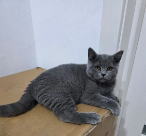 Pui de pisica British Shorthair