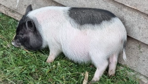 Vand 5 purcei - imagine 2