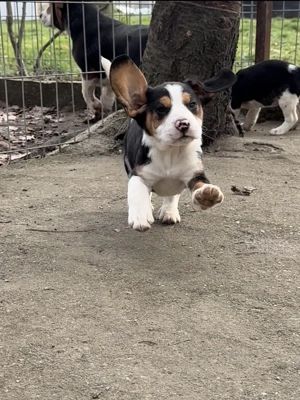 Pui Beagle Tricolor - imagine 3