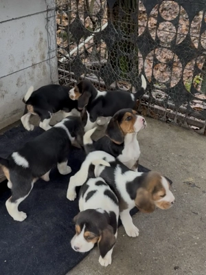 Pui Beagle Tricolor - imagine 2
