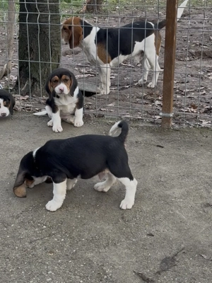 Pui Beagle Tricolor - imagine 4