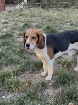 Top Beagle Tricolor - imagine 3
