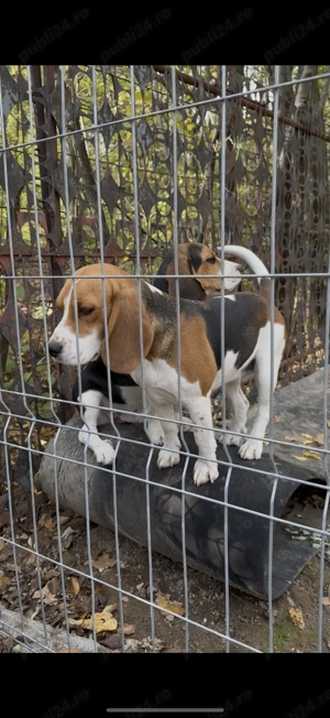 Top Beagle Tricolor - imagine 4