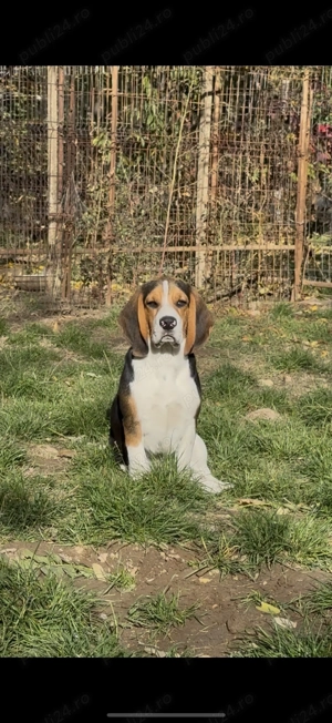Top Beagle Tricolor - imagine 5