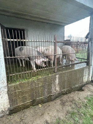 Porci de vânzare crescuți bio  - imagine 1