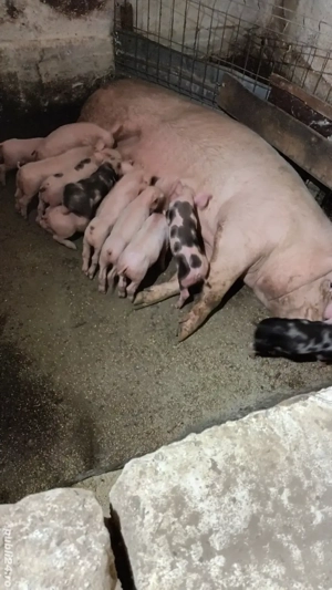 Scroafe cu purcei - imagine 2