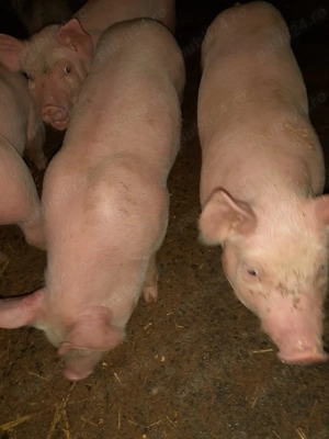 Purcei foarte frumosi - imagine 2