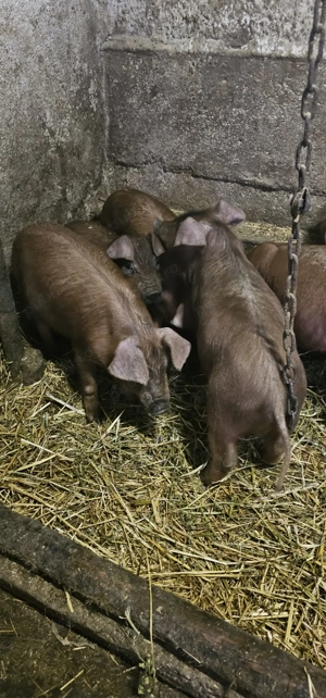  Purcei Rasa Marele Alb și Rasa Duroc 3Luni 800 și 850 Lei Com Lița Teleorman o733345270 - imagine 7